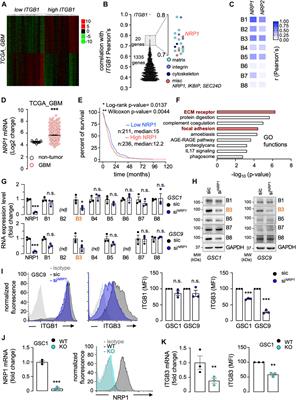 Neuropilin-1 modulates the 3D invasive properties of glioblastoma stem-like cells